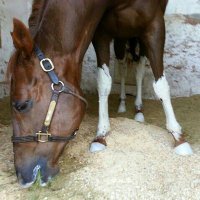 Pat Jarvis (@pjarvisracings1) 's Twitter Profile