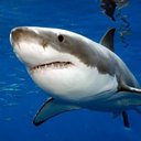 Ron Rex - @ronrex1124 - Twitter