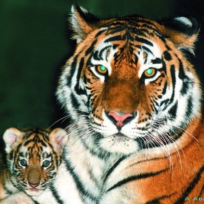 APCEH_ALIEV's profile picture. 