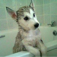 Husky Heaven (@huskypornx) 's Twitter Profile Photo