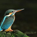 Omkar Burde (@581ea04a49f54ec) Twitter