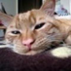 wanglei999's profile picture. 