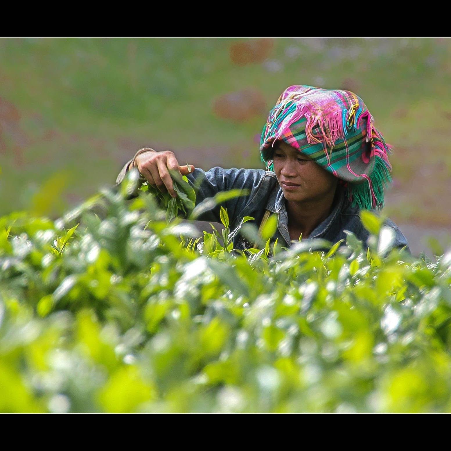 SO_TEA30's profile picture. Commerce du thé en arrêt pour l'instant, reprise 2015