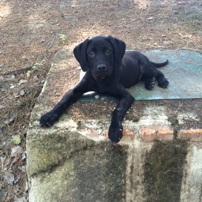 My name is Jack Sparrow. I'm a black labrador! 14-04-2014