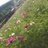 mara_tarou