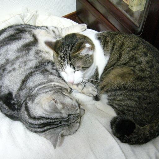 猫好き老女。ブログ更新しない自分に絶望して、猫アカウント作ってみました。スマホからちょこちょこ猫猫呟けたらいいな、と。南関東在住の流浪の民。F/R/Bご随意に。無言フォローOK。リプ以外では猫の話しかしませんが。フォロバは鋭意何とかしますが、一言頂ければ喜んでフォロバします。鍵アカウントの方は適当に何とか(軍隊用語)。