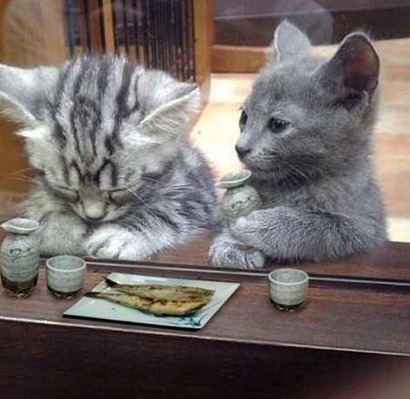 BWV538's profile picture. 