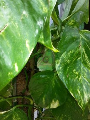 aopringue's profile picture. 