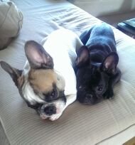 the_tom_burns's profile picture. officer of north america's #1 seafood fast casual restaurant based world of warcraft one night a week mythic raid team

he/him