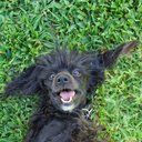 Zelda Luna Robinson - @Zelda_Luna_Pup - Twitter