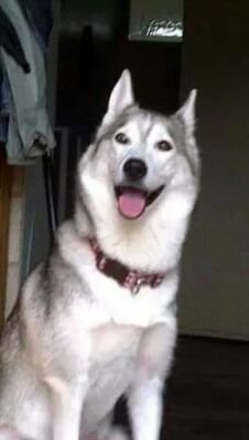 starwars1968's profile picture. love games red dwarf and my 5 huskies and star wars the walking dead destiny barnsley fc GoT z nation