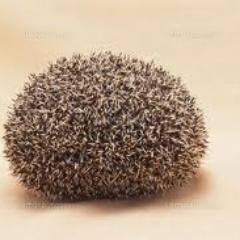 yorunyan's profile picture. 