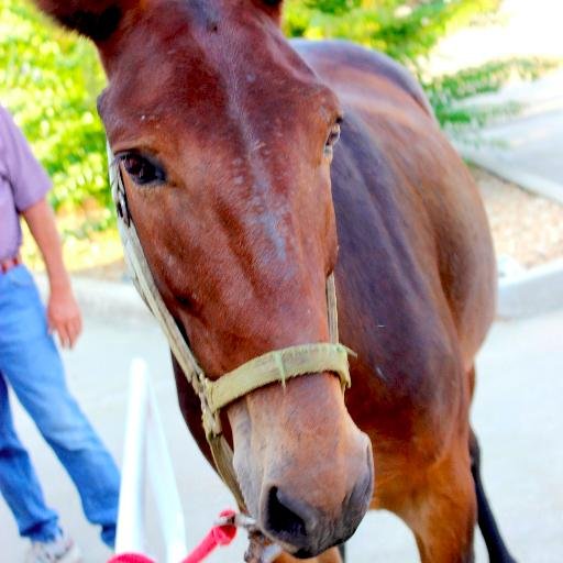 Poplar Bluff Mules