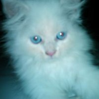 alvianes albert (@albert_alvianes) 's Twitter Profile