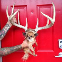 Allen Brown (@allenpacino) 's Twitter Profile