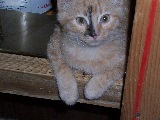 I am a Presbyterian cat who has strong opinions and will readily express them. Follow me & I follow U. Unfollow and I do 2.