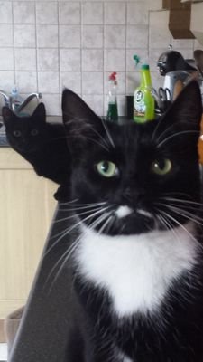 we live in Teesside,England with our parents...and i love to bite there ankles, and paw them while they sleep! But they LOVE us! Meeeeoooowwwww