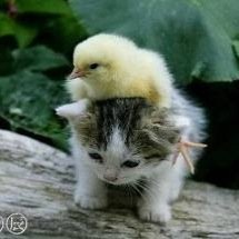 My views are my own- I'm saving a chicken