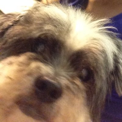 Biblereadingdog's profile picture. Just going on a walk with Him.