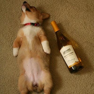 Drunk corgi store