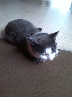 campionsandra's profile picture. 