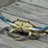 TheBlueCrabNOLA's profile image