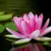 Pema Chen (@pemachenacu) Twitter profile photo Pema Chen (@pemachenacu) Twitter profile photo