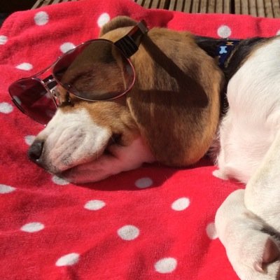 Mr. Wilson the Beagle born 7th April 2014. Born in South Wales now live in Manchester with my mum and dad and love it loads. ReagleBeagle #Beagle #BeagleFreedom