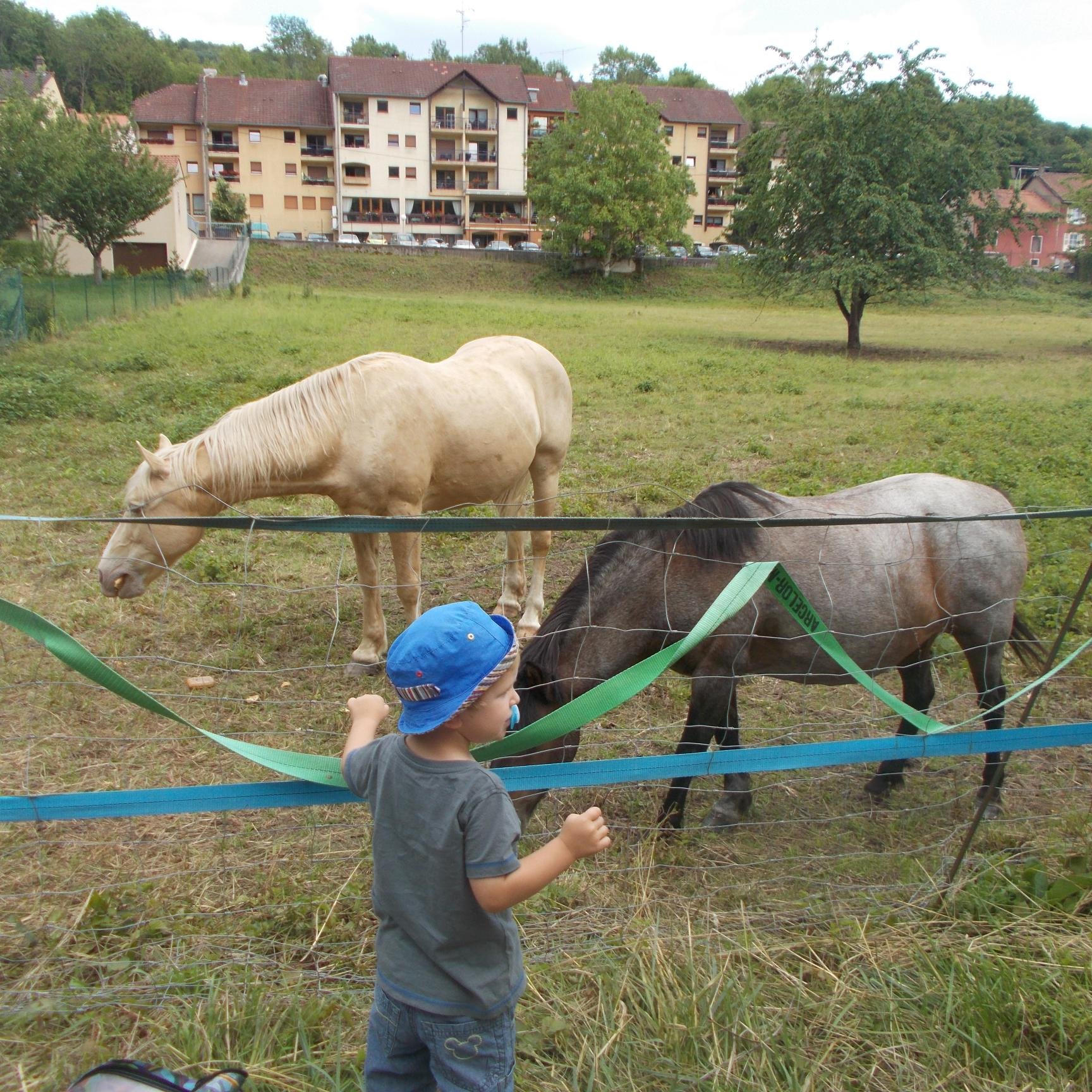 Coucou , j'adore les chevaux !!!!!!!!!!!!!!!!!