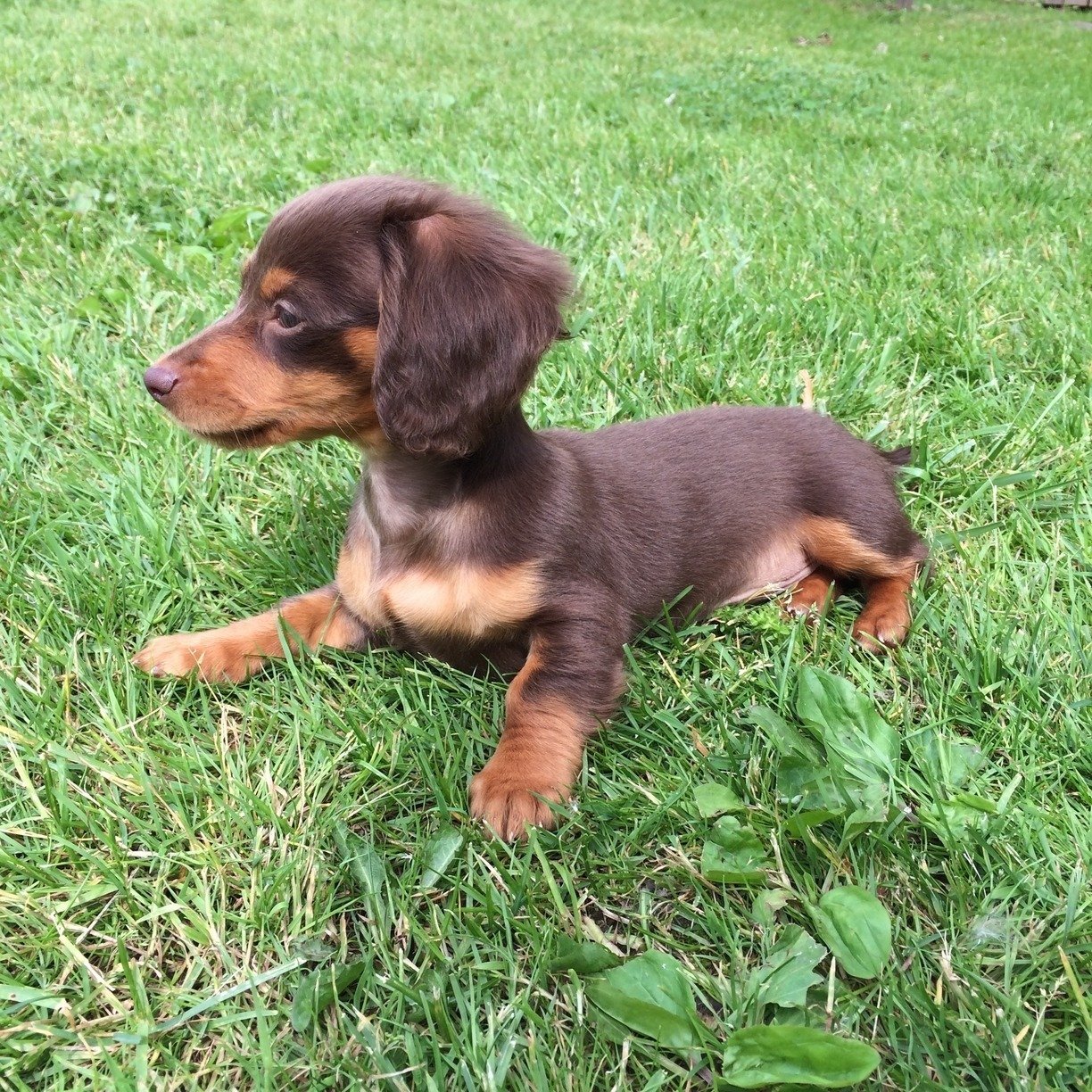 Meet Penny the Puppy! Little doxie, big woof! Get 10% off PetBox with code: PENNY! Instagram: @pennythepuppyig