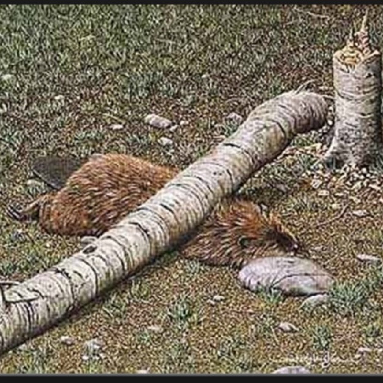 We hate the Bevrs... We wont stop hunting until they all die. #takeoutthedam