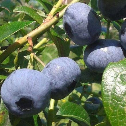 Blueberries from Asturias, Spain. Productores: Víctor y Jesús Atienza.