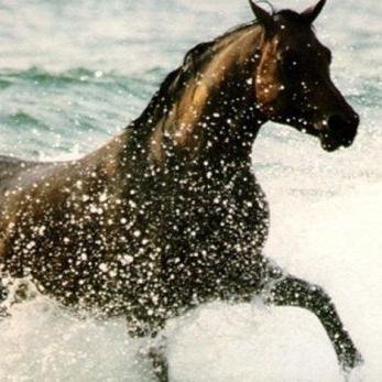 mirosabell's profile picture. 