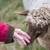 Savage Hart Farm (@savagehartfarm) Twitter profile photo