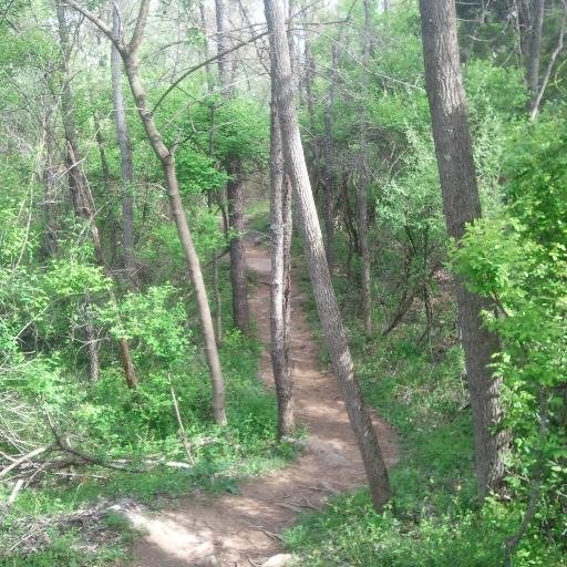 Missing the Forest Profile