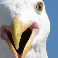 Dublin Seagulls (@dublinseagulls) 's Twitter Profile Photo