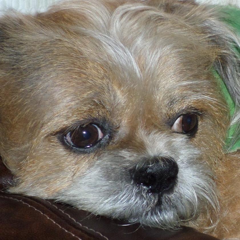 gizmonr1's profile picture. I 'm a Brossels Griffon & live a SPOILED life with Mommy @Schatzilein8 & Brother @FuzzySchnoodle :)   Followed by @RobRuckusVegas & @DirkVermin :-)