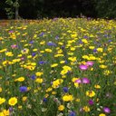 jerry darby - @lupophile - Twitter