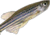A zebrafish (@fishallday2) Twitter profile photo