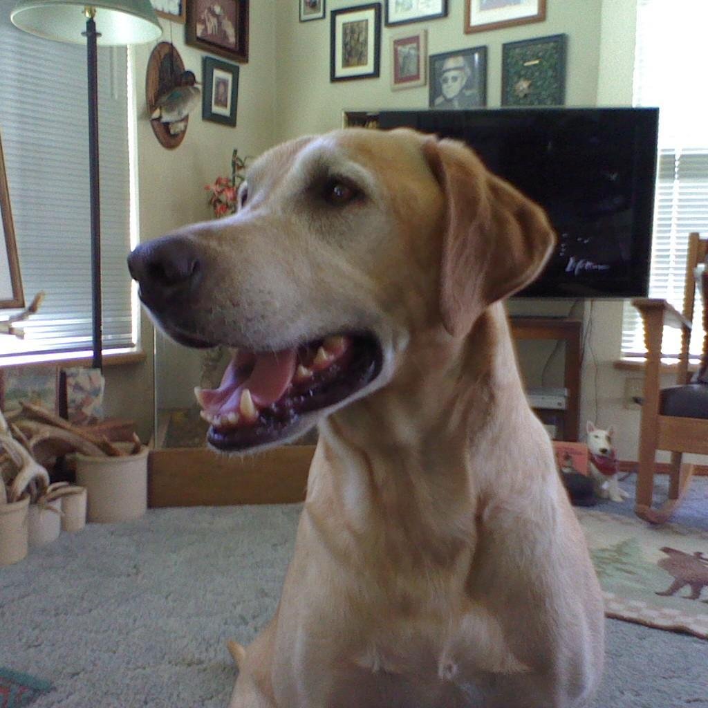 carylg20's profile picture. Lover of all animals! Junking with my sister. The more artisan jewelry the better! Art of all kinds, is part of me and always will be, thanks to my mom!