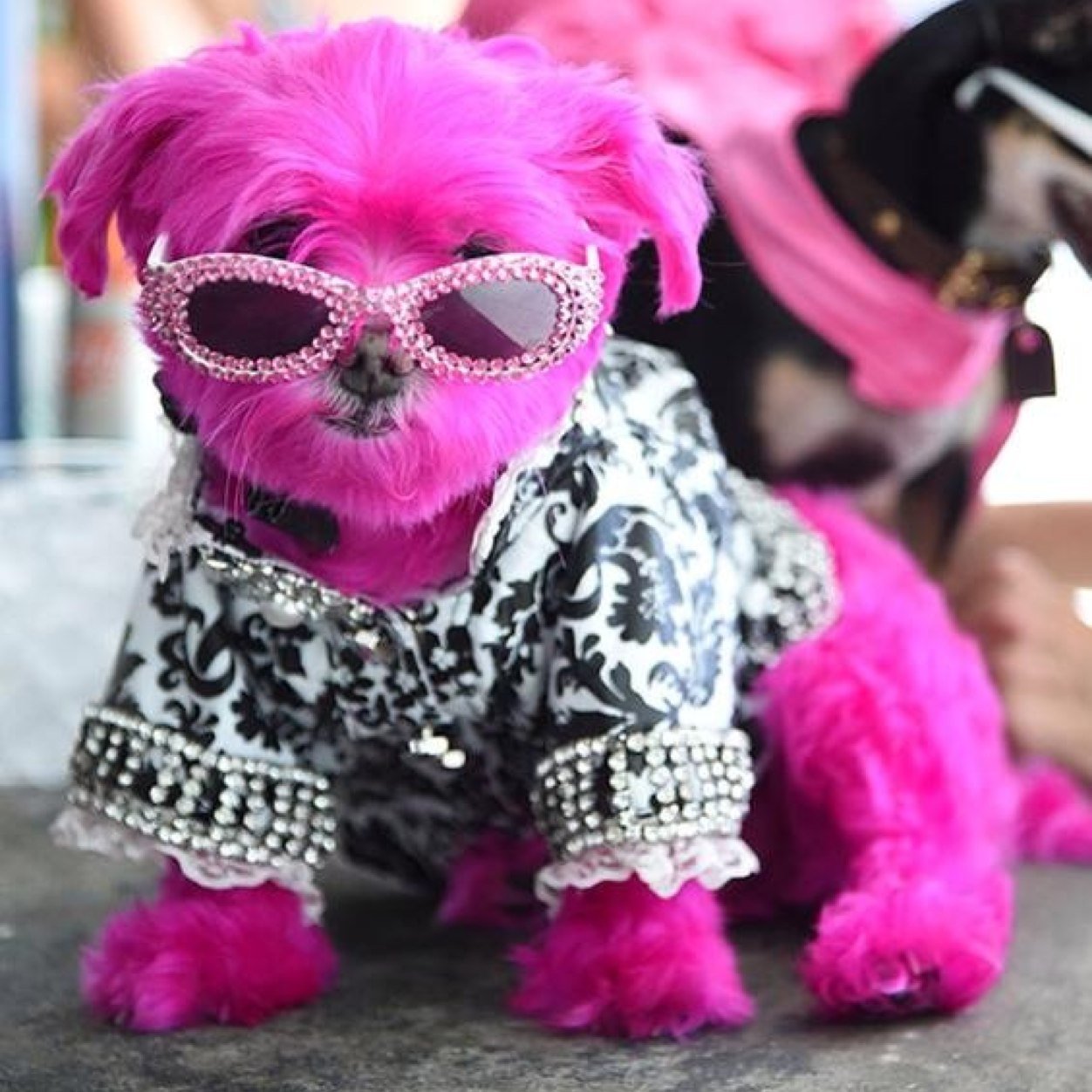 pink dog frankie on Twitter: "@eonline"