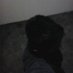 Profile Picture of ♡̷̬̩̃̊†jĄreD CĄL†♡̬̩ (@elisoncal2) on Twitter