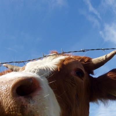 Next DLP | Software Engineer. Tweets and opinions are my own. crypto-antagonist