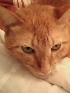 vivianeguatemi's profile picture. Radios Real, Excelsior e América AM