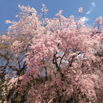オフィスAMSの中の人。「花」レーベルでは韓国の国民的詩人の尹東柱詩集の朗読CDを企画販売。「SAKURA」レーベルではクラシックのエリック・ハイドシェックやヴァイオリニスト佐藤久成の作品を取り扱っています。尹東柱詩集CDのオーダーはメッセージより承りますが、数日亀レスになってしまうかもしれません。ご容赦くださいませ。