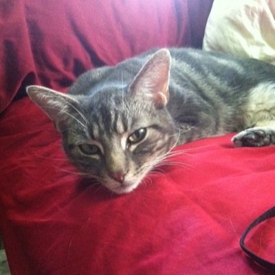 Steamrollers91's profile picture. 