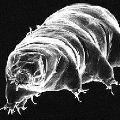 tardigrade_69's profile picture. I am on Twitter to follow Chicago Bears news