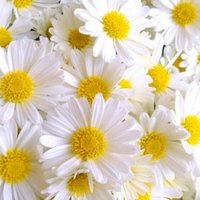 ali can (@askada0) 's Twitter Profile