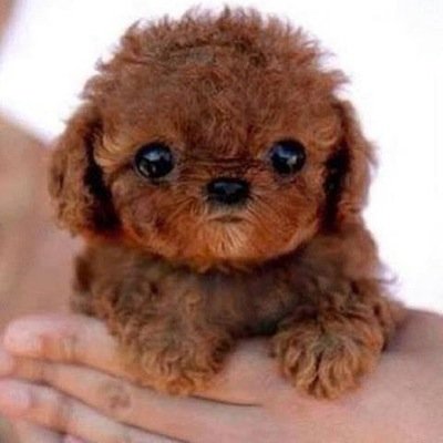 Posting pics of cute puppies daily!!!