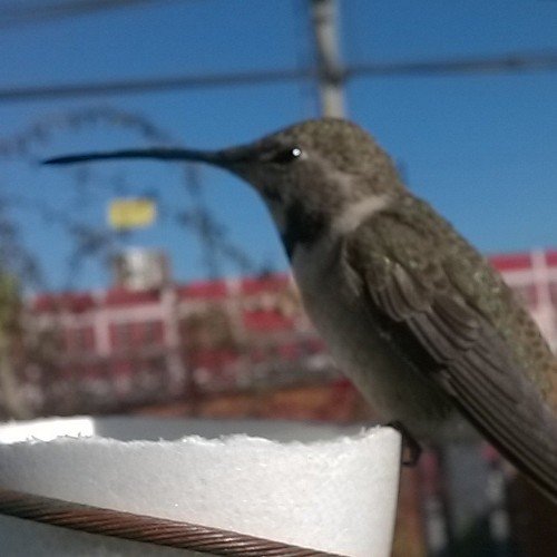 RpGertosio's profile picture. Asesor en Prevención de Riesgos, Padre, Albo, Carpintrónico, lombricultor fanatico d las plantas /Alter egos: Chato y  Armando Magicas Casas.. Antofagasta